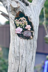 Close-up of pink flower on tree trunk