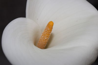 Close-up of white flower