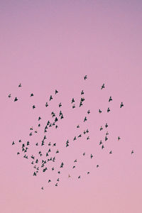 Low angle view of birds flying over white background