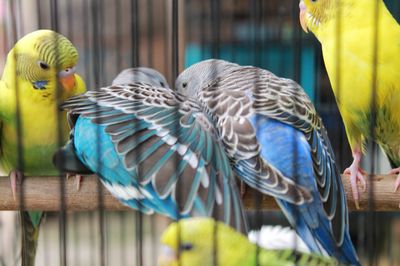 Close-up of parrot perching in cage