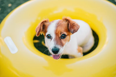 Portrait of cute jack russell dog smiling outdoors sitting on the grass in a yellow donuts, summer