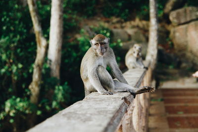 Monkey sitting on wall