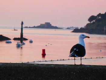 Bird perching on sea against sky during sunset