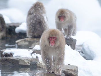 Japanese snow monkey in hot spring