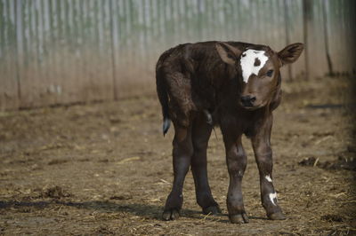 Cow standing in a field