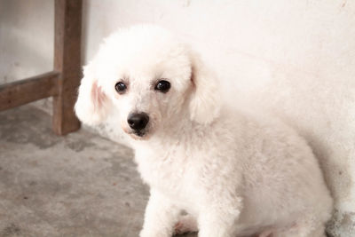 Portrait of white dog