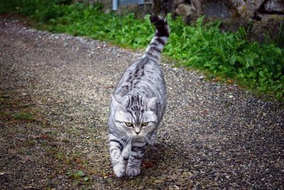 Portrait of cat walking outdoors