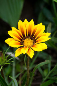 Close-up of yellow flower