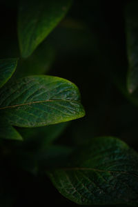 Close-up of green leaves