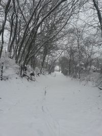 Bare trees on snow covered field