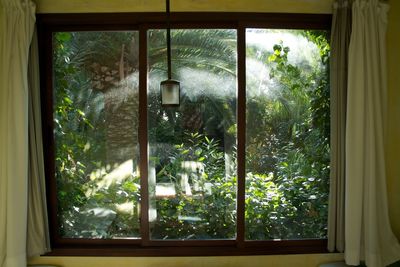 Trees seen through window at home