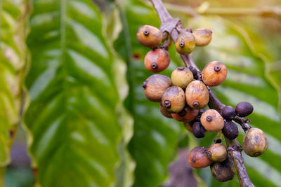 Close-up of berries growing on tree