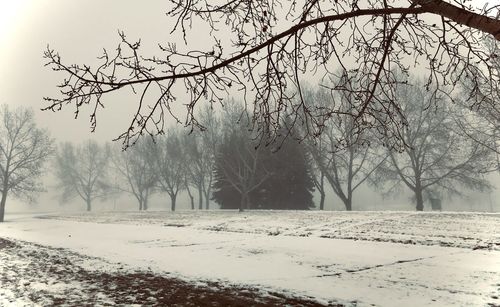 Bare trees on snow covered field