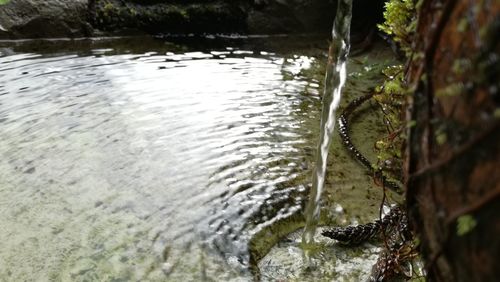 High angle view of turtle in river