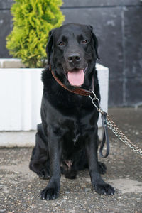 Portrait of black labrador sitting on street