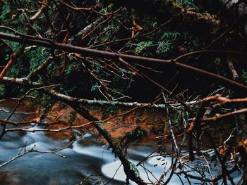 Plants in water