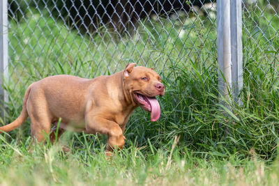 Dogs on grassy field