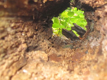 Close-up of lizard on plant