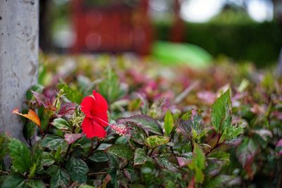 Close-up of red flowers blooming outdoors
