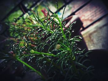 Close-up of wet plant