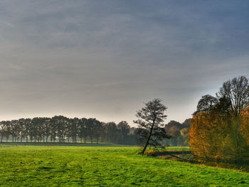 Trees on field against sky