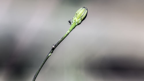 Close-up of plant against blurred background