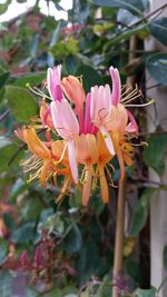 Close-up of pink flowers blooming outdoors