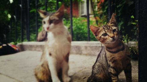 Portrait of cats sitting outdoors