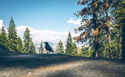 View of crow perching on rock against sky in forest