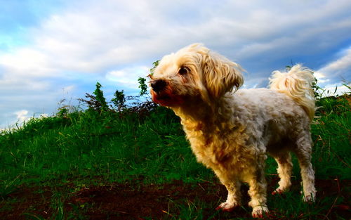 View of a dog on field