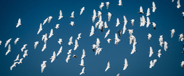 Low angle view of kites against blue sky