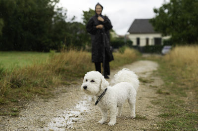 Portrait of dog standing on field