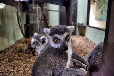 Close-up of lemurs seen from glass at zoo