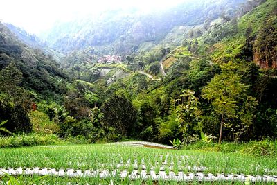 Scenic view of trees on land