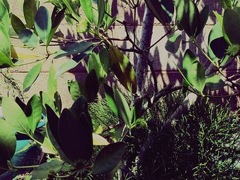 View of bird on plant