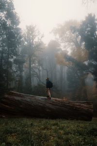 Full length of man standing on tree trunk in forest