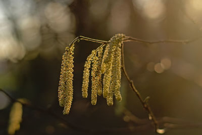 Close-up of plant against blurred background