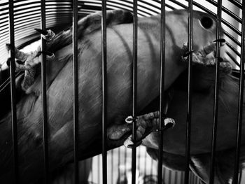 Close-up of cat in cage