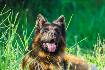 Close-up of a dog on field