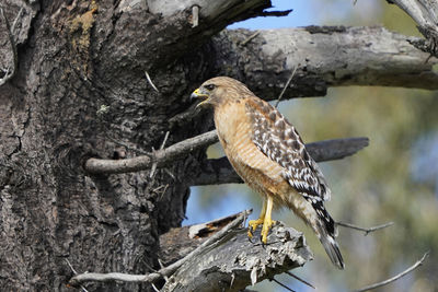 Close-up of bird perching on tree