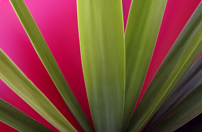 Full frame shot of palm leaf