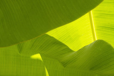 Close-up of green leaves on plant