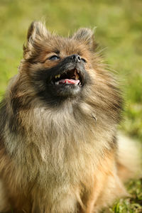 Close-up of a dog looking away