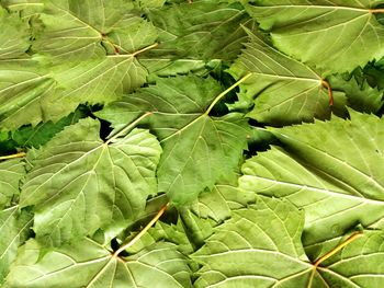 Full frame shot of fresh green leaves