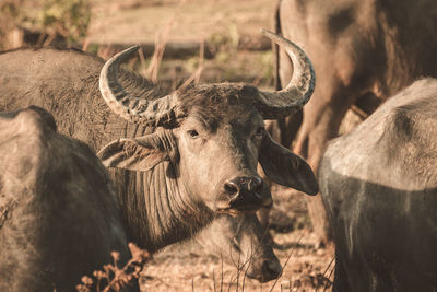 Portrait of a water buffalo