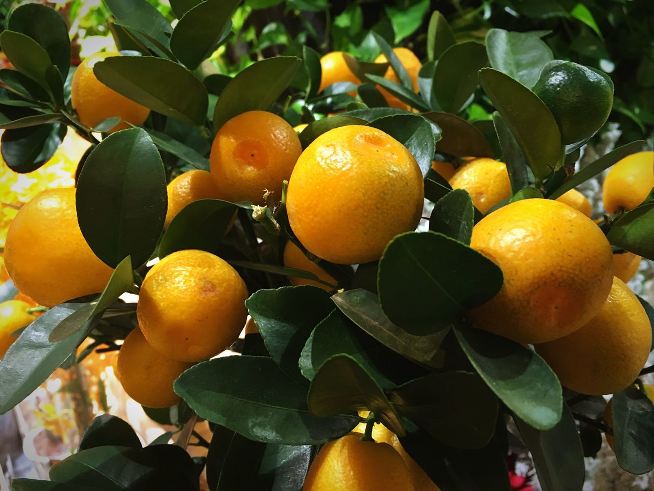 fruit, citrus fruit, leaf, orange - fruit, growth, tree, freshness, close-up, yellow, nature, no people, outdoors, food, healthy eating, orange tree, beauty in nature, day