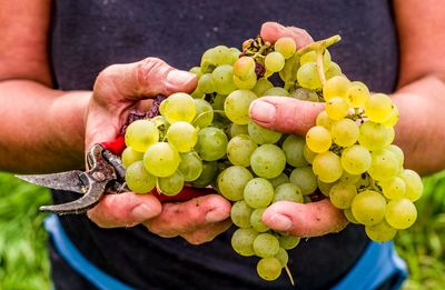 Close-up of hand holding grapes