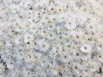 Full frame shot of white flowers blooming outdoors