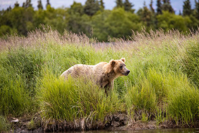 Alaskan brown bear standing in the grass along the brooks river