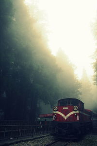 Trees in foggy weather